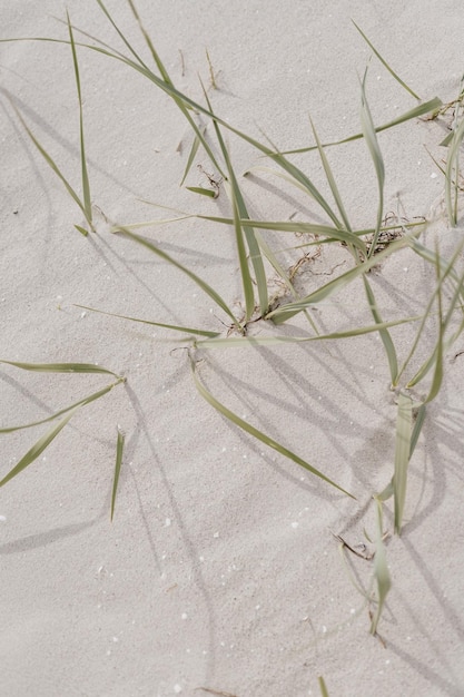 Weißer Sandstrand mit trockenen beigefarbenen Grasstängeln