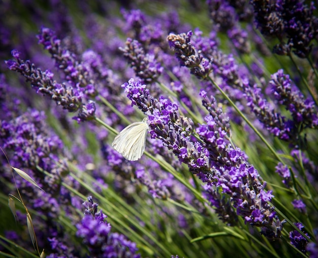 Foto weißer schmetterling auf lavendel