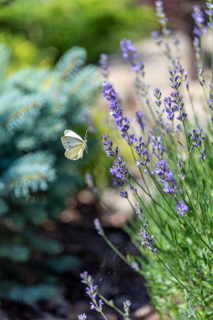 Weißer Schmetterling auf Lavendelblüte