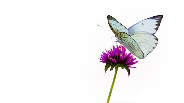 Weißer Schmetterling isoliert auf lila Blume