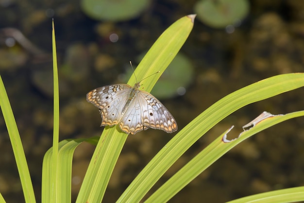 Foto weißer schmetterling mit braunen und orangefarbenen flecken