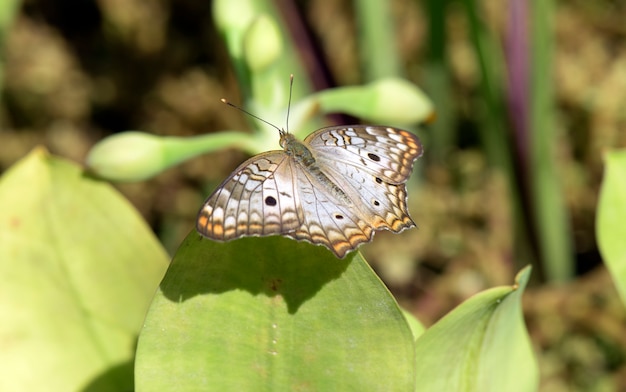 Weißer Schmetterling mit braunen und orangefarbenen Flecken