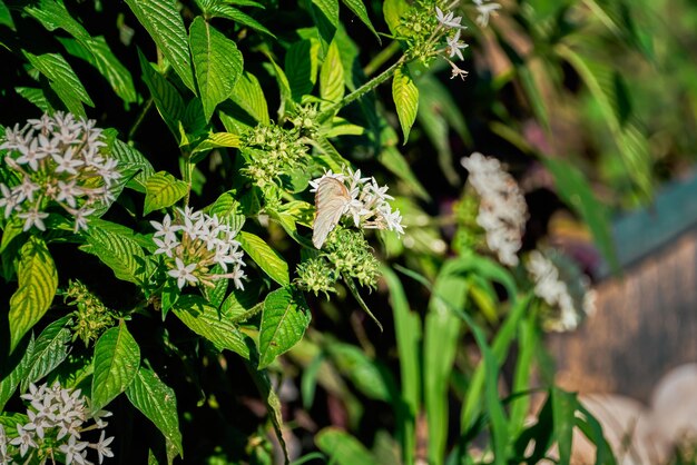 Weißer Schmetterling posiert auf grünem Busch mit bestäubenden Blumen