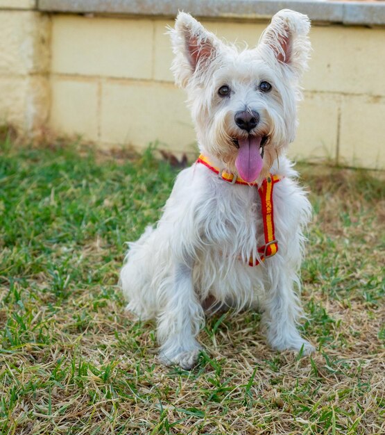 Foto weißer schnauzer-hund mit halsband, der im freien in einem park auf die kamera schaut