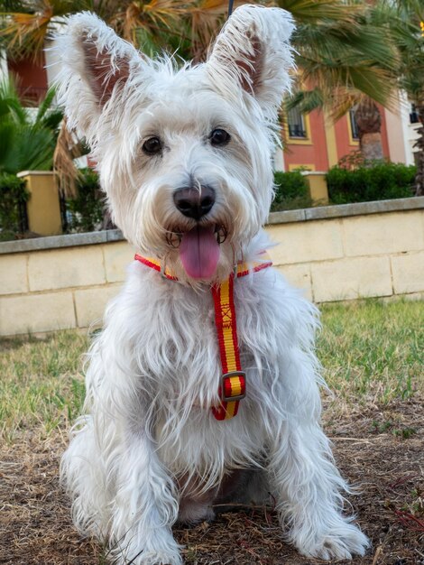 Foto weißer schnauzer-hund spielt im freien im park haustiere und tiere konzept