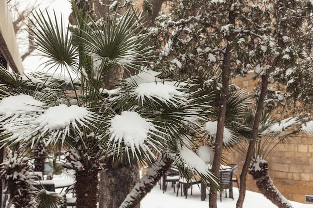 Weißer Schnee auf kahlen Ästen an einem frostigen Wintertag Nahaufnahme Natürlicher Hintergrund Selektiver botanischer Hintergrund Foto in hoher Qualität