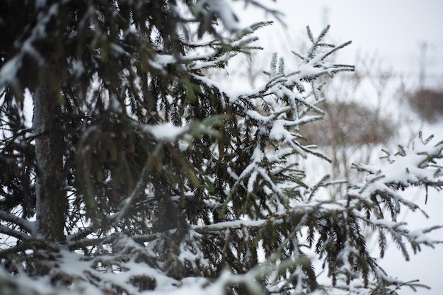 Weißer Schnee auf kahlen Ästen an einem frostigen Wintertag, Nahaufnahme. Natürlicher Hintergrund. Selektiver botanischer Hintergrund.