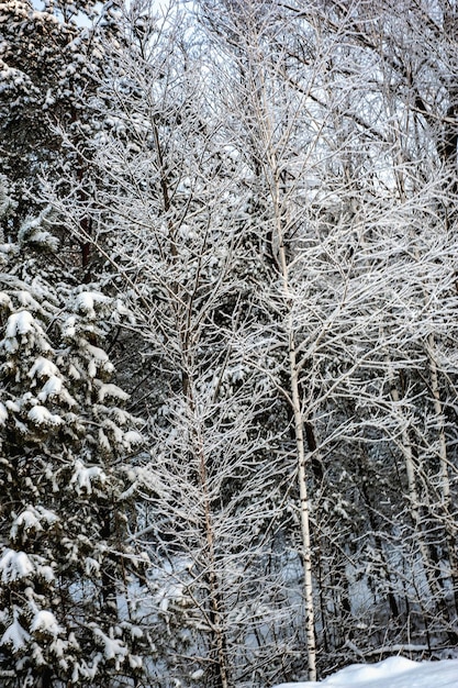 Weißer Schnee auf kahlen Ästen an einem frostigen Wintertag, Nahaufnahme. Selektiver botanischer Hintergrund