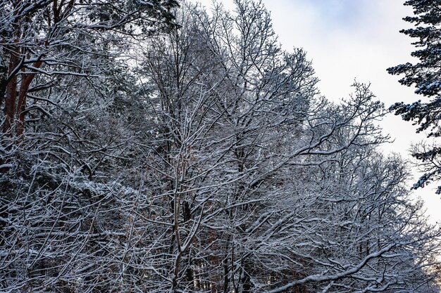 Weißer Schnee auf kahlen Ästen an einem frostigen Wintertag, Nahaufnahme. Selektiver botanischer Hintergrund