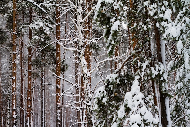 Weißer Schnee bedeckte Kiefer im Wald.