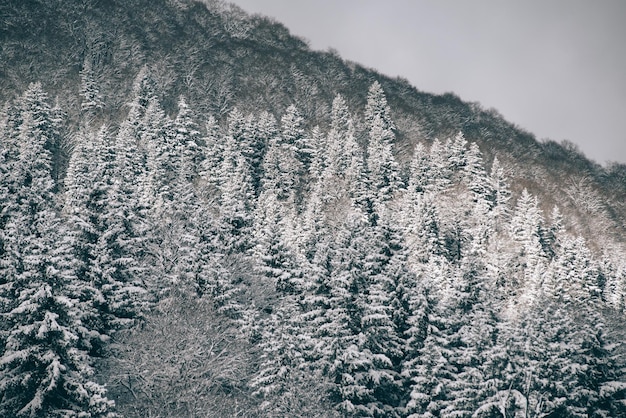 Weißer schneebedeckter Berg, Weihnachtsbäume und blauer Himmel