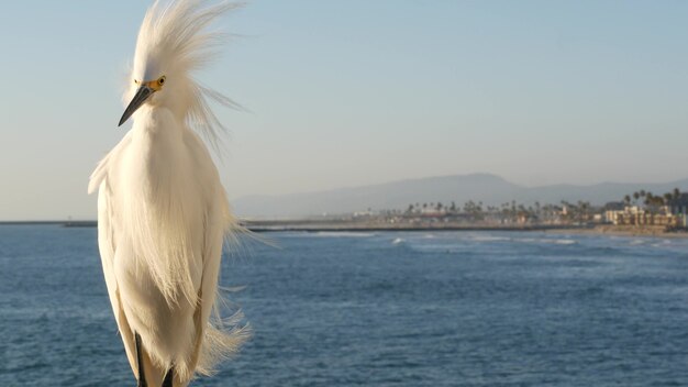 Weißer schneebedeckter Reiher auf hölzernen Pier Geländer, Oceanside Boardwalk, Kalifornien USA. Ozeanstrand, Meerwasserwellen. Nahaufnahme von Küstenreiher Vogel, Meerblick und blauer Himmel. Lustiges Tierverhaltensporträt.