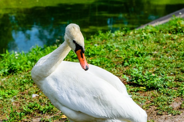 Weißer Schwan am grünen Ufer des Sees