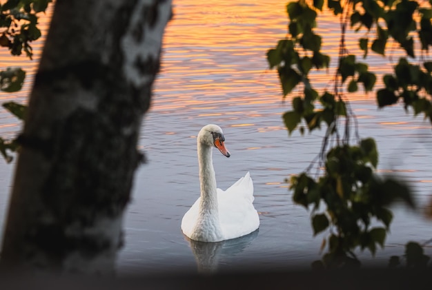Weißer Schwan am See bei Sonnenuntergang Der stumme Schwan
