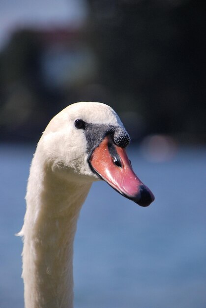 Weißer Schwan am See im Sommer in Nahaufnahme