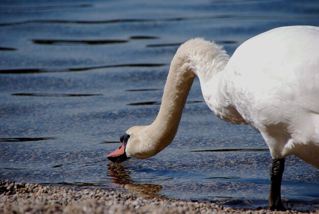 Weißer Schwan am Wasser am See im Sommer