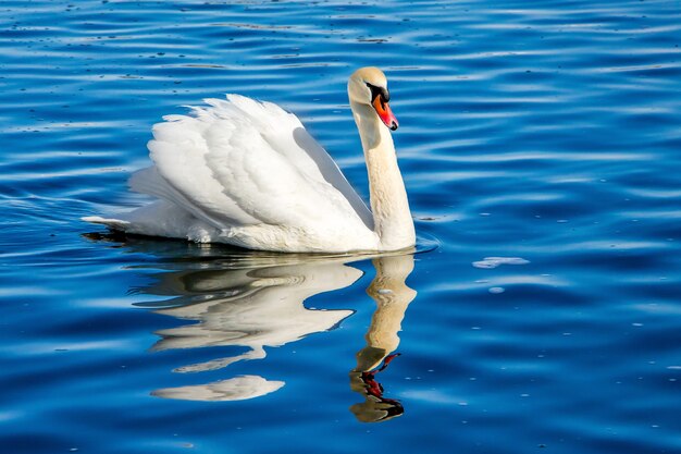 Weißer Schwan auf blauem Wasser, Spiegelbild des Vogels im Wasser