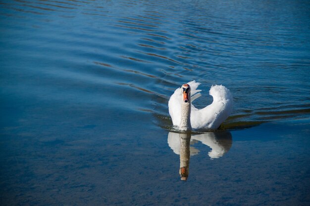 Weißer Schwan auf blauem Wasser