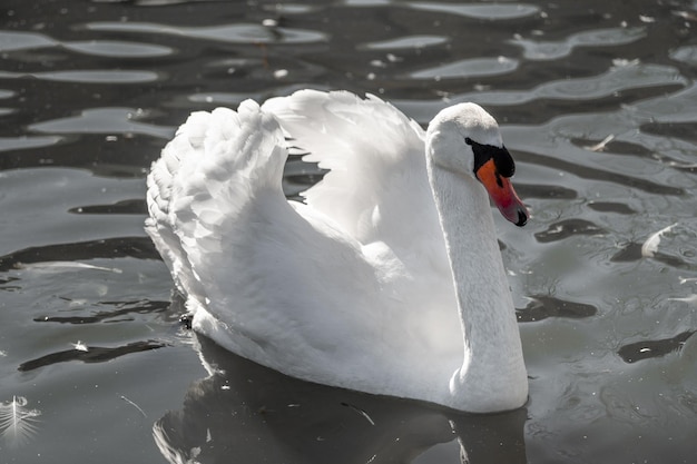 Weißer Schwan auf dem See Porträt eines eleganten Schwans Nahaufnahme Nahaufnahme eines Vogelkopfes Schwan Nahaufnahme Schwan-Porträt Cygnus mit orangefarbenem Schnabel