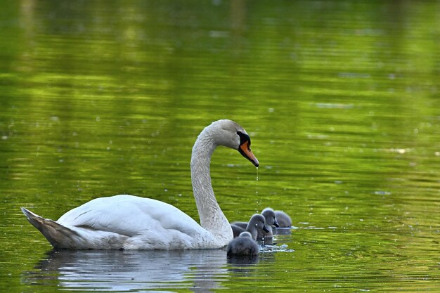 Weißer Schwan auf dem See