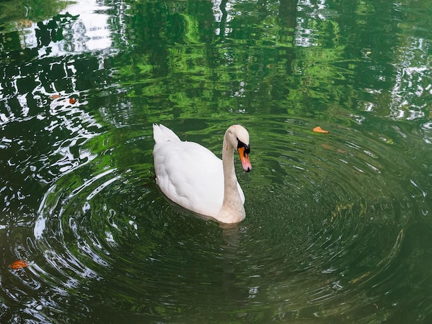 Weißer Schwan auf dem Teich im Park