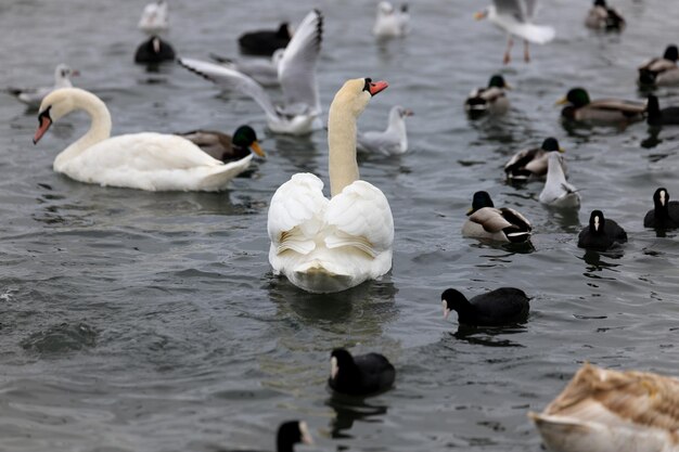 Weißer Schwan auf dem Wasser unter anderen Vögeln