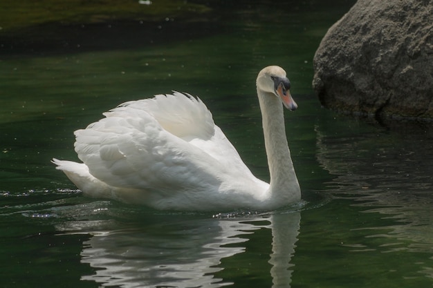 Weißer Schwan auf dem Wasser