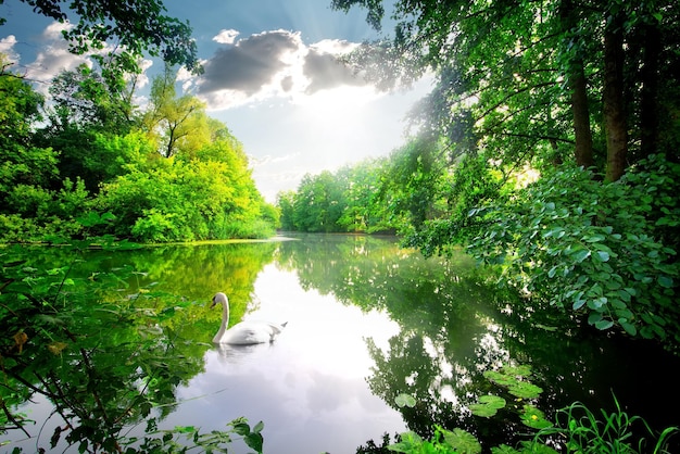 Weißer Schwan auf einem ruhigen Fluss im Wald