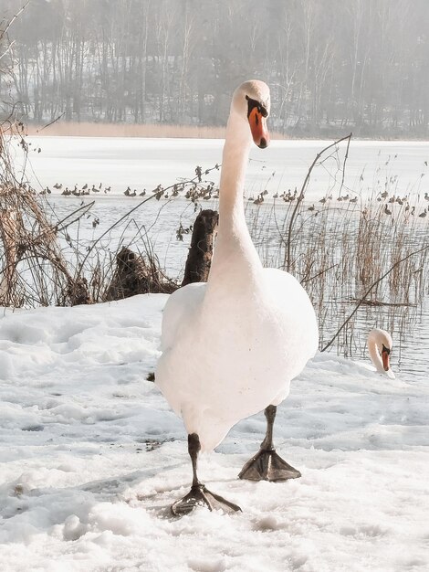 Foto weißer schwan auf einem schneebedeckten see im winter