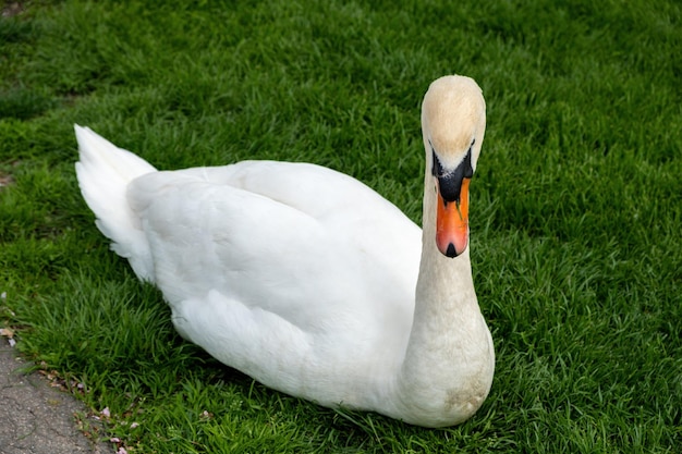 Weißer Schwan auf Rasen mit Betonweg