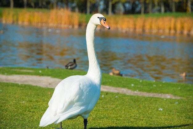 Weißer Schwan, der auf grünem Gras in der Nähe des Sees läuft