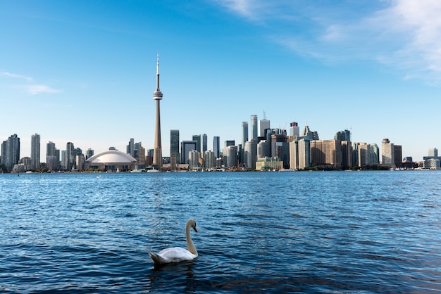 Weißer Schwan, der im Ontariosee mit Torontos Skyline im Hintergrund schwimmt