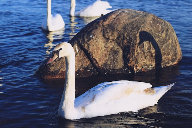 Weißer Schwan im See Retrovintage Look