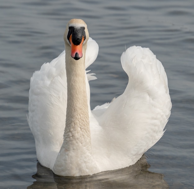 Weißer Schwan im Seewasser. Schwan im Wasser. Weißer Schwan in der Natur.