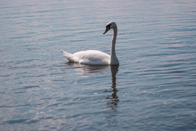 Weißer Schwan im Teich Schwanensee Wilder weißer Vogel