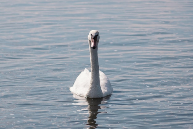 Weißer Schwan im Teich Schwanensee Wilder weißer Vogel