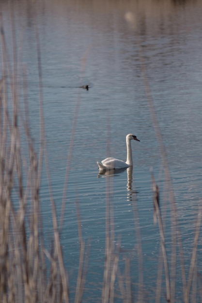 Weißer Schwan im Teich Schwanensee Wilder weißer Vogel