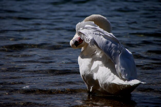 Weißer Schwan im Wasser beim Putzen im Sommer