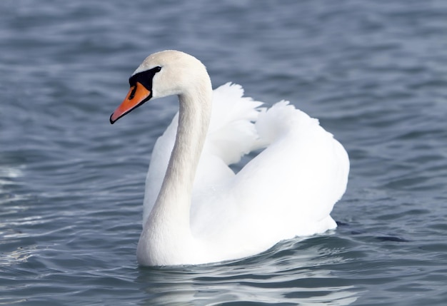 Weißer Schwan im Wasser.