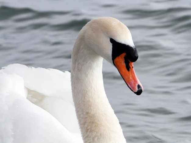 Weißer Schwan im Wasser.