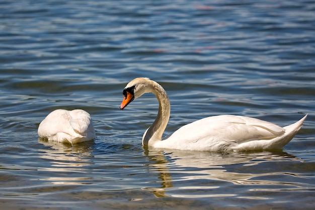 Weißer Schwan im wilden