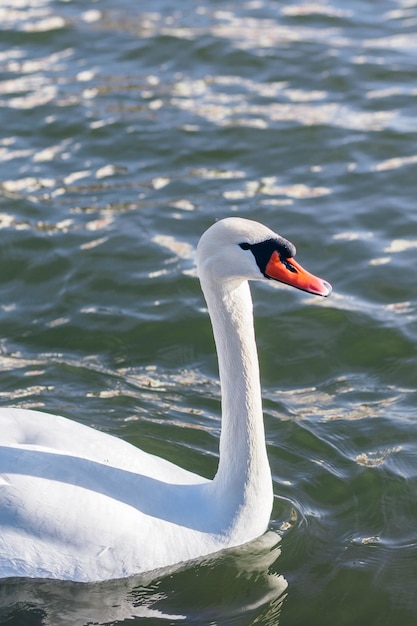 weißer Schwan in einem nebligen See im Morgengrauen