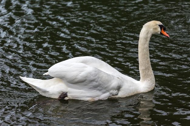 Foto weißer schwan in einem see