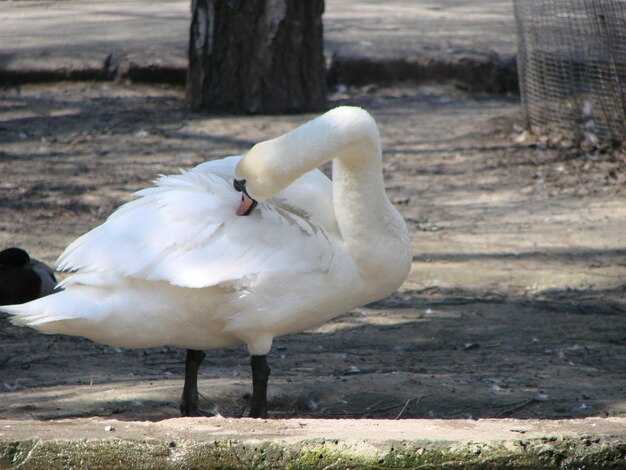 Weißer Schwan putzt Federn, während er am Ufer steht. Pfoten und Schnabel sind sichtbar