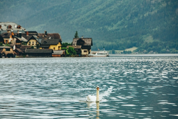 Weißer Schwan schwimmt am Hallstätter See im Hintergrund