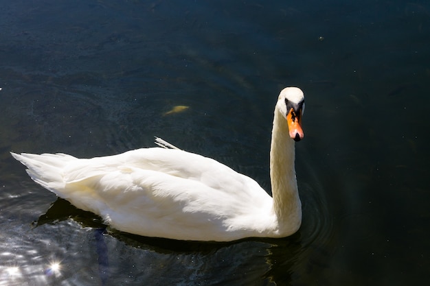 Weißer Schwan schwimmt auf dem See