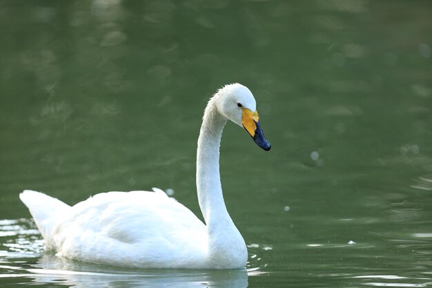 weißer Schwan schwimmt auf dem Teich