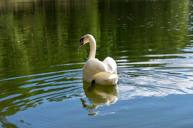 Weißer Schwan schwimmt auf der Wasseroberfläche eines Waldsees