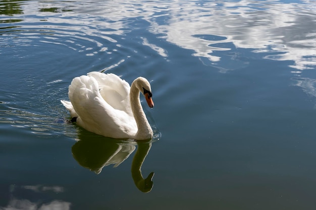 Weißer Schwan schwimmt auf der Wasseroberfläche eines Waldsees