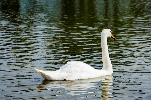 Weißer Schwan schwimmt in einem Teich in klarem Wasser zwischen Lotusblumen.